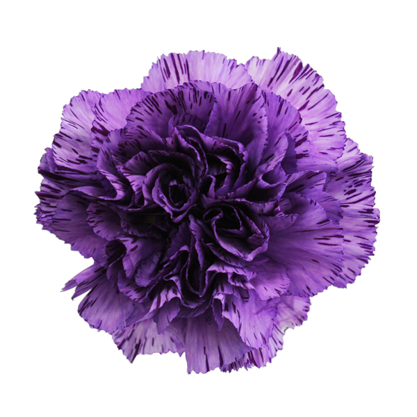 スタンダードカーネーション シャンパンバイオレット 輸入切花専門商社 株式会社クラシック