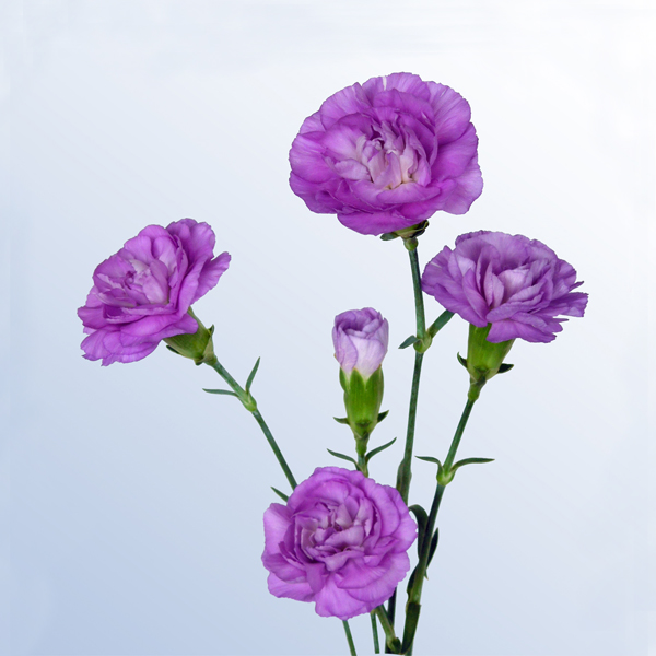 スプレーカーネーション アクアマリン 輸入切花専門商社 株式会社クラシック