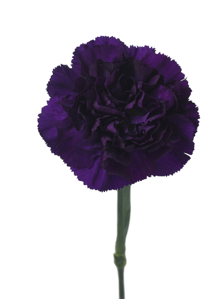 スタンダードカーネーション ベルベットブルー 輸入切花専門商社 株式会社クラシック