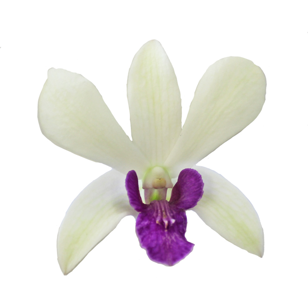 デンファレ チャーミング 輸入切花専門商社 株式会社クラシック