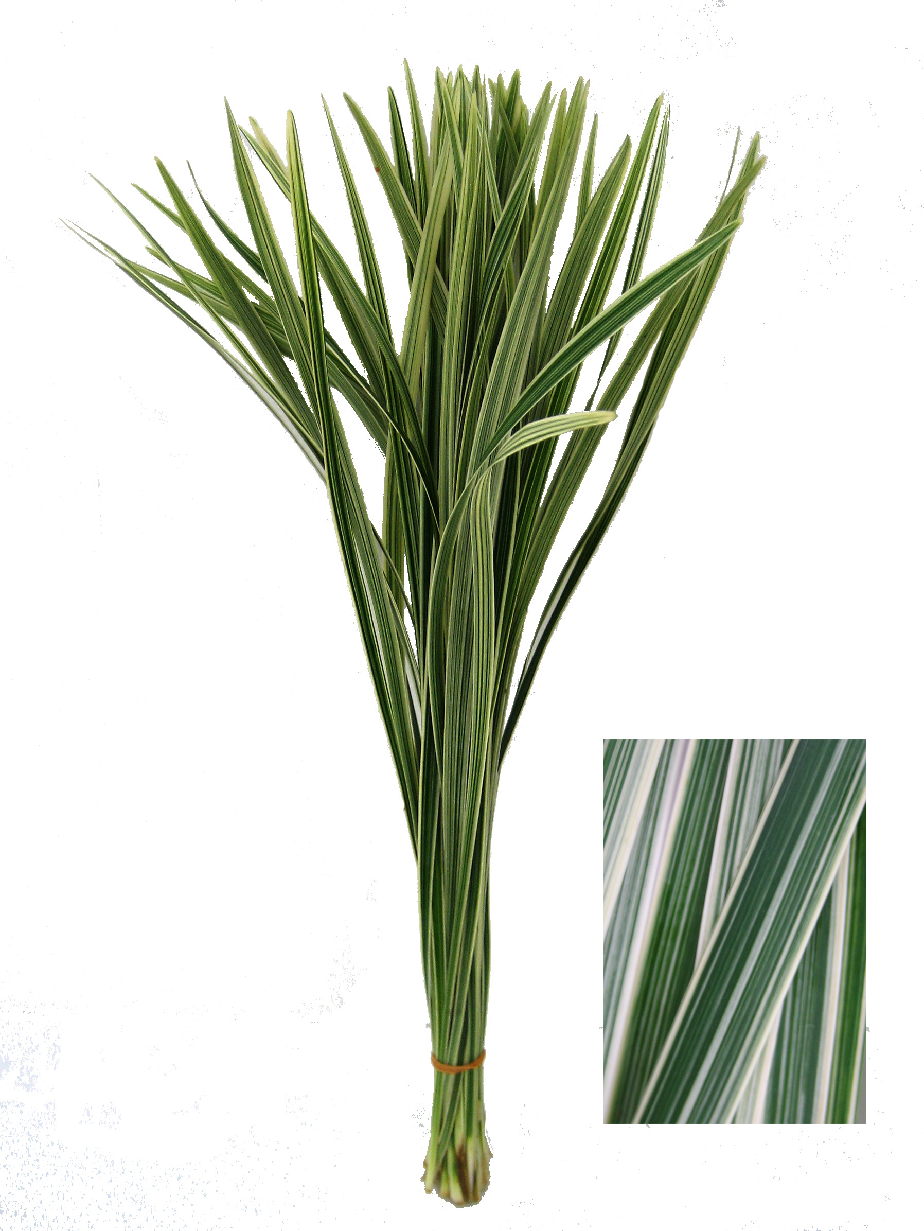 ミスカンサス ミスカンサスフイリ 輸入切花専門商社 株式会社クラシック