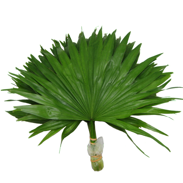 リビストニア 輸入切花専門商社 株式会社クラシック