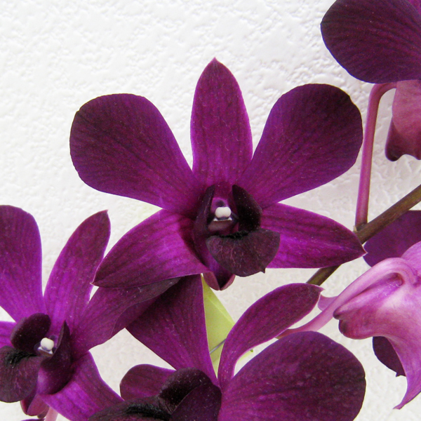 デンファレ タイシーケン 輸入切花専門商社 株式会社クラシック