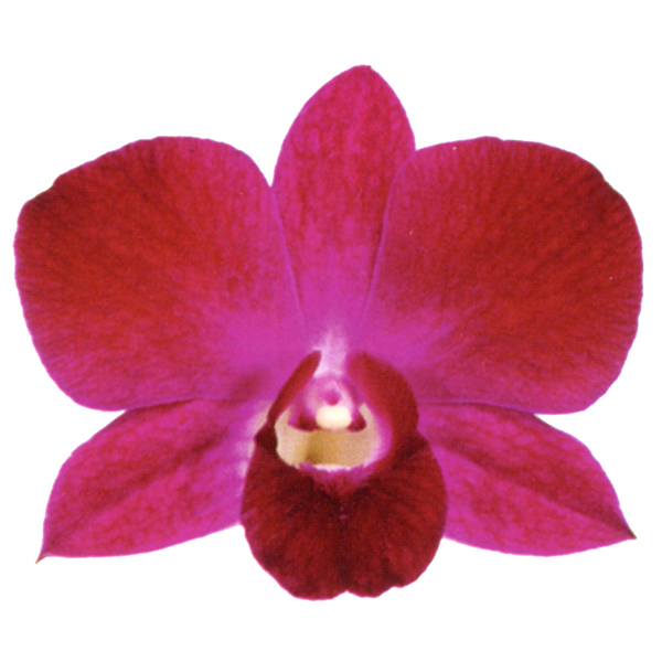 デンファレ レッドブル 輸入切花専門商社 株式会社クラシック