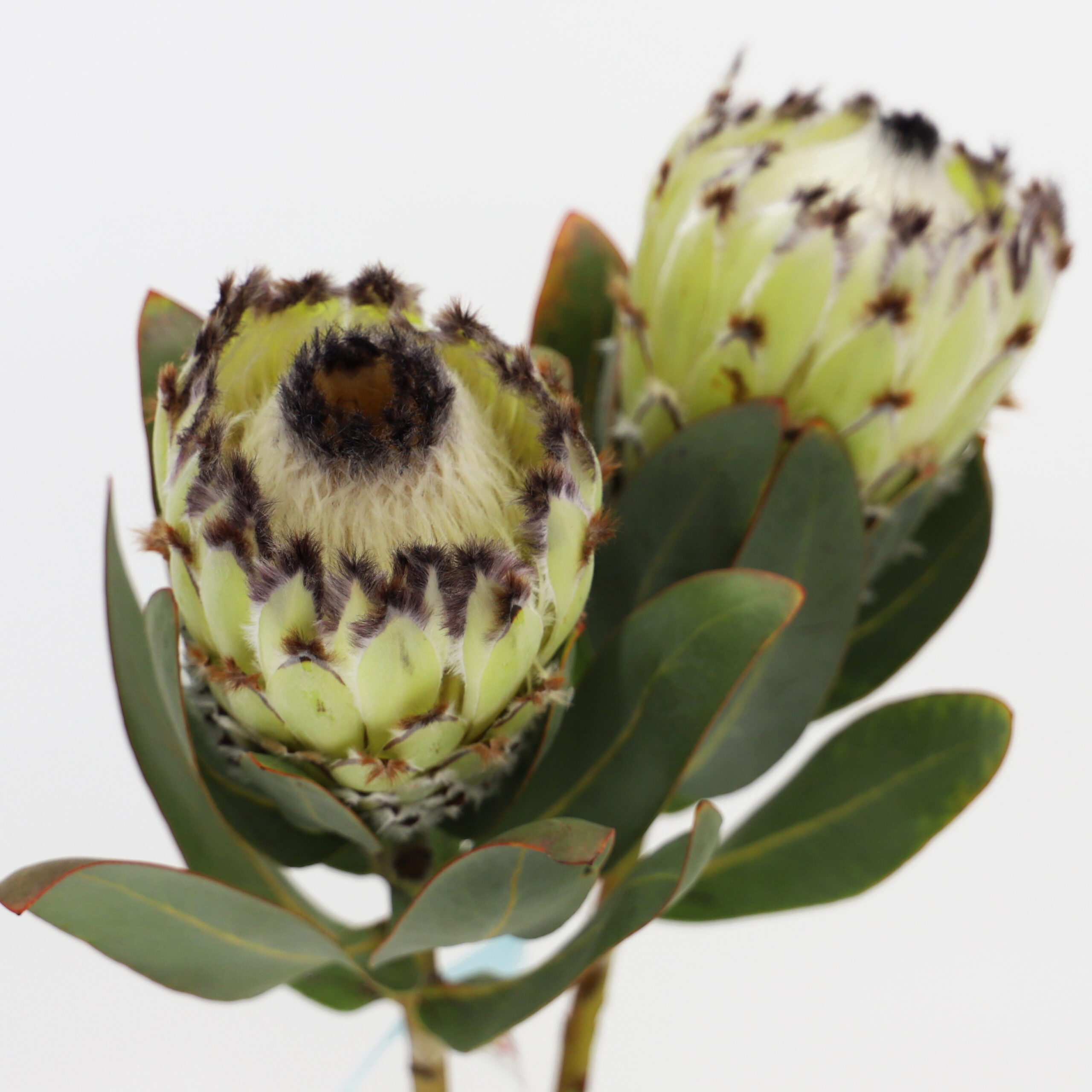 プロテア アイスクィーン 輸入切花専門商社 株式会社クラシック