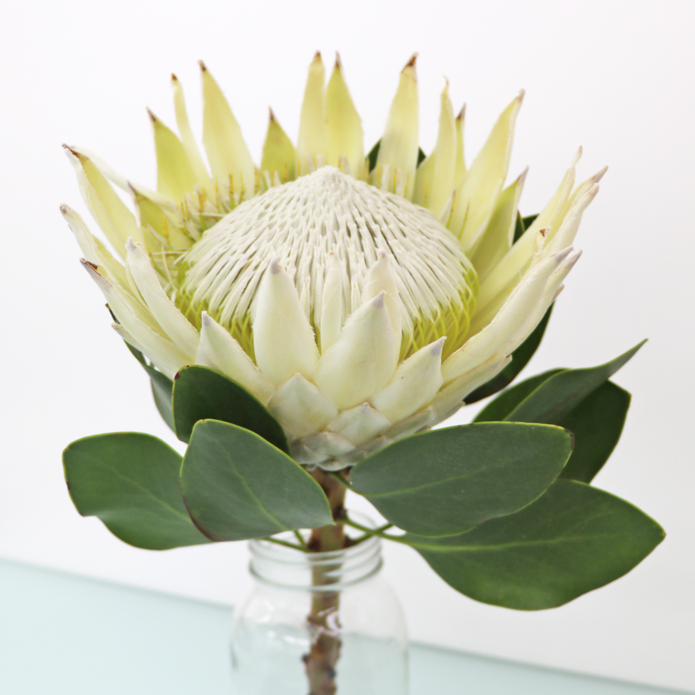 プロテア アークティックアイスホワイト 輸入切花専門商社 株式会社クラシック