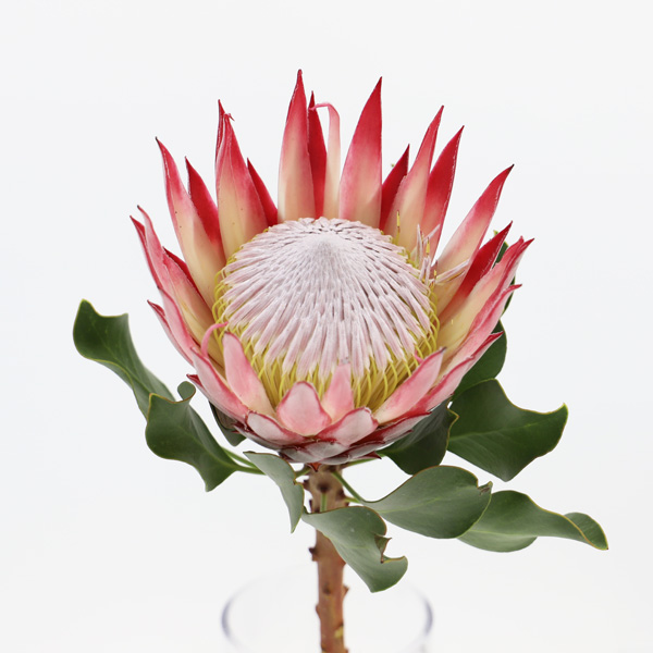 プロテア クレア 輸入切花専門商社 株式会社クラシック