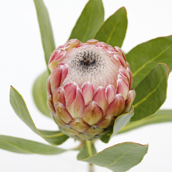 プロテア スサラ 輸入切花専門商社 株式会社クラシック