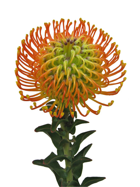 ピンクッション ニーナ 輸入切花専門商社 株式会社クラシック