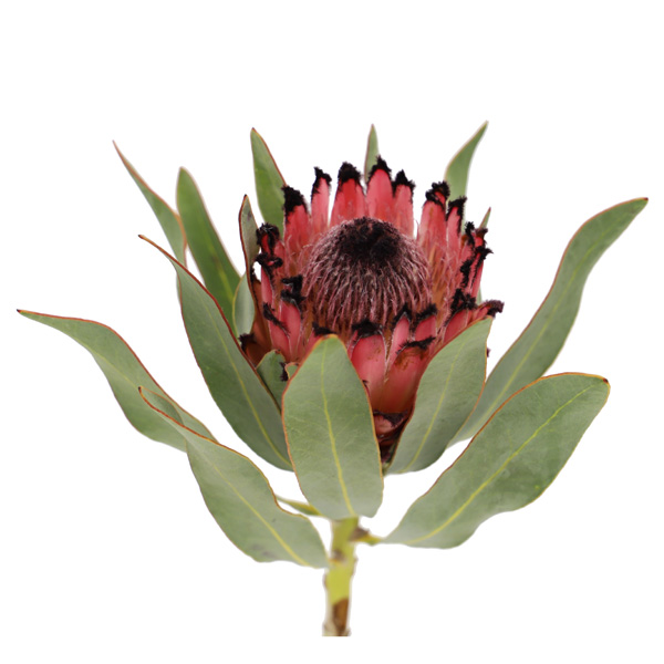 プロテア ルビープリンセス 輸入切花専門商社 株式会社クラシック