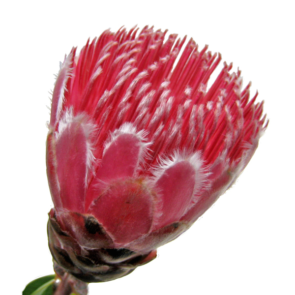 プロテア アイビー 輸入切花専門商社 株式会社クラシック