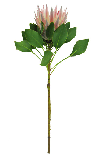 プロテア キングプロテア 輸入切花専門商社 株式会社クラシック