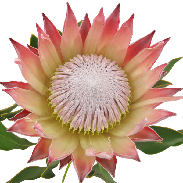 プロテア キングプロテア 輸入切花専門商社 株式会社クラシック