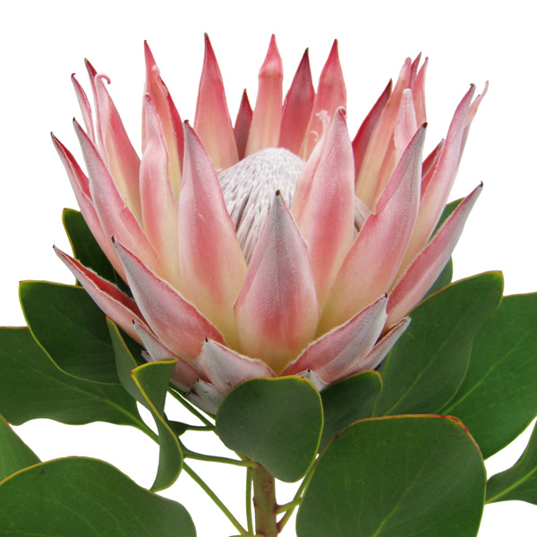 プロテア キングプロテア - 輸入切花専門商社 株式会社クラシック 