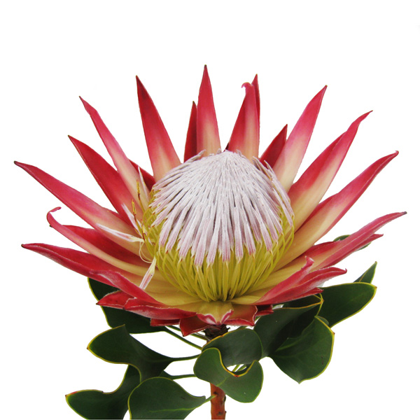 プロテア マディバレッド 輸入切花専門商社 株式会社クラシック