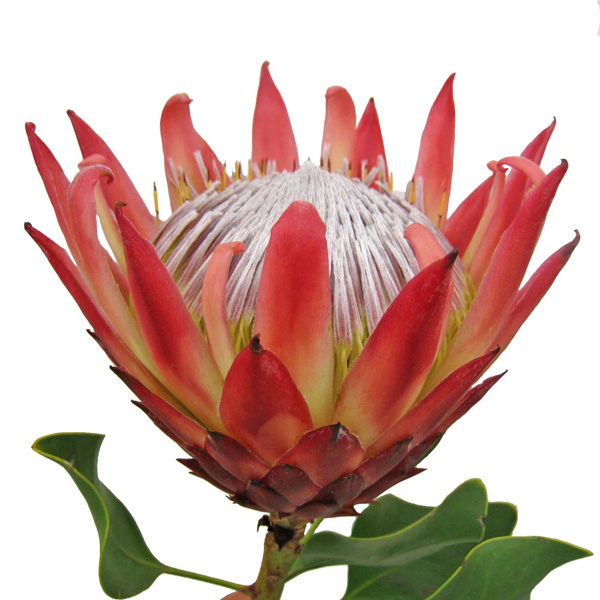 プロテア レッドレックス 輸入切花専門商社 株式会社クラシック