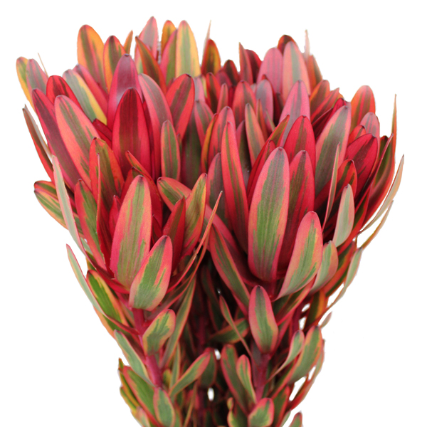 リューカデンドロン ジェスター 輸入切花専門商社 株式会社クラシック