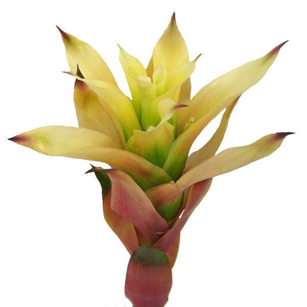 グズマニア クリーム 輸入切花専門商社 株式会社クラシック