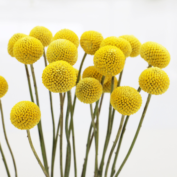 クラスペディア 輸入切花専門商社 株式会社クラシック