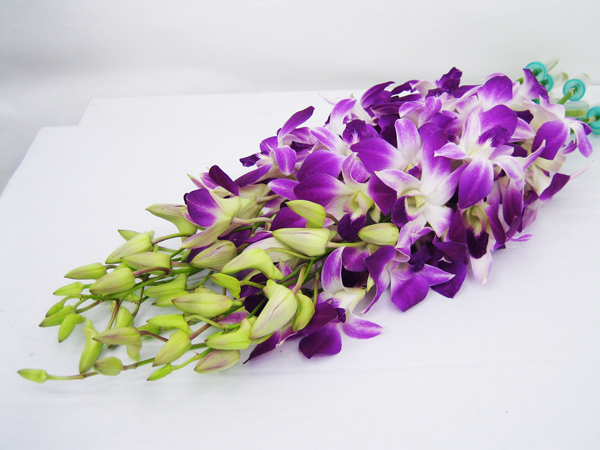 デンファレ ソニア 輸入切花専門商社 株式会社クラシック