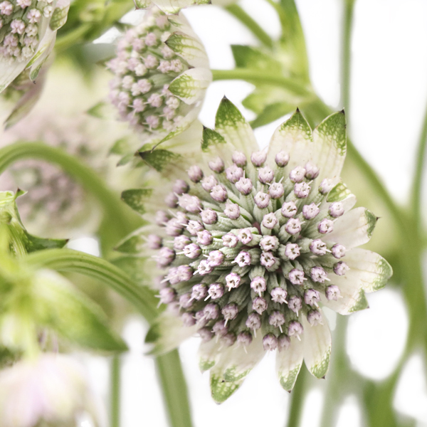 アストランチア スターオブビリオン 輸入切花専門商社 株式会社クラシック