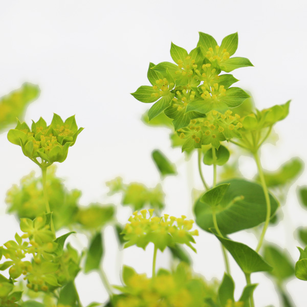 ブプレリウム ブプレリウム 輸入切花専門商社 株式会社クラシック