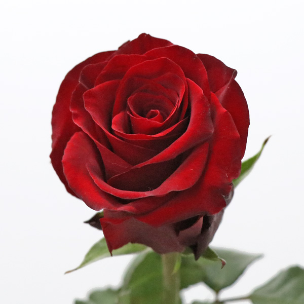 バラ エクスプローラー 輸入切花専門商社 株式会社クラシック