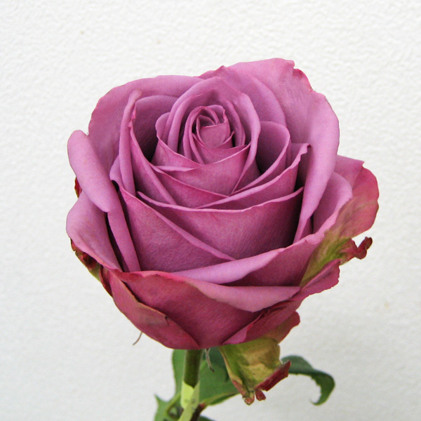 バラ クールウォーター 輸入切花専門商社 株式会社クラシック