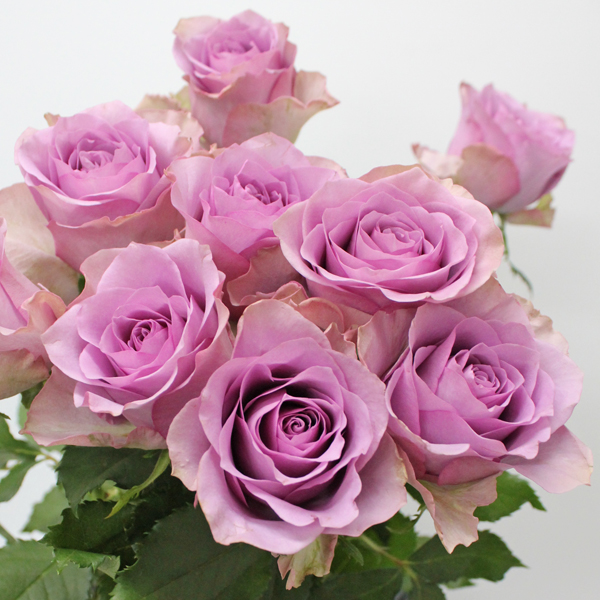 バラ ナイチンゲール 輸入切花専門商社 株式会社クラシック