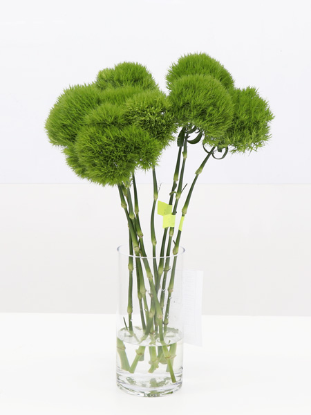 ナデシコ グリーンボール 輸入切花専門商社 株式会社クラシック