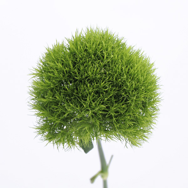 ナデシコ グリーンボール 輸入切花専門商社 株式会社クラシック