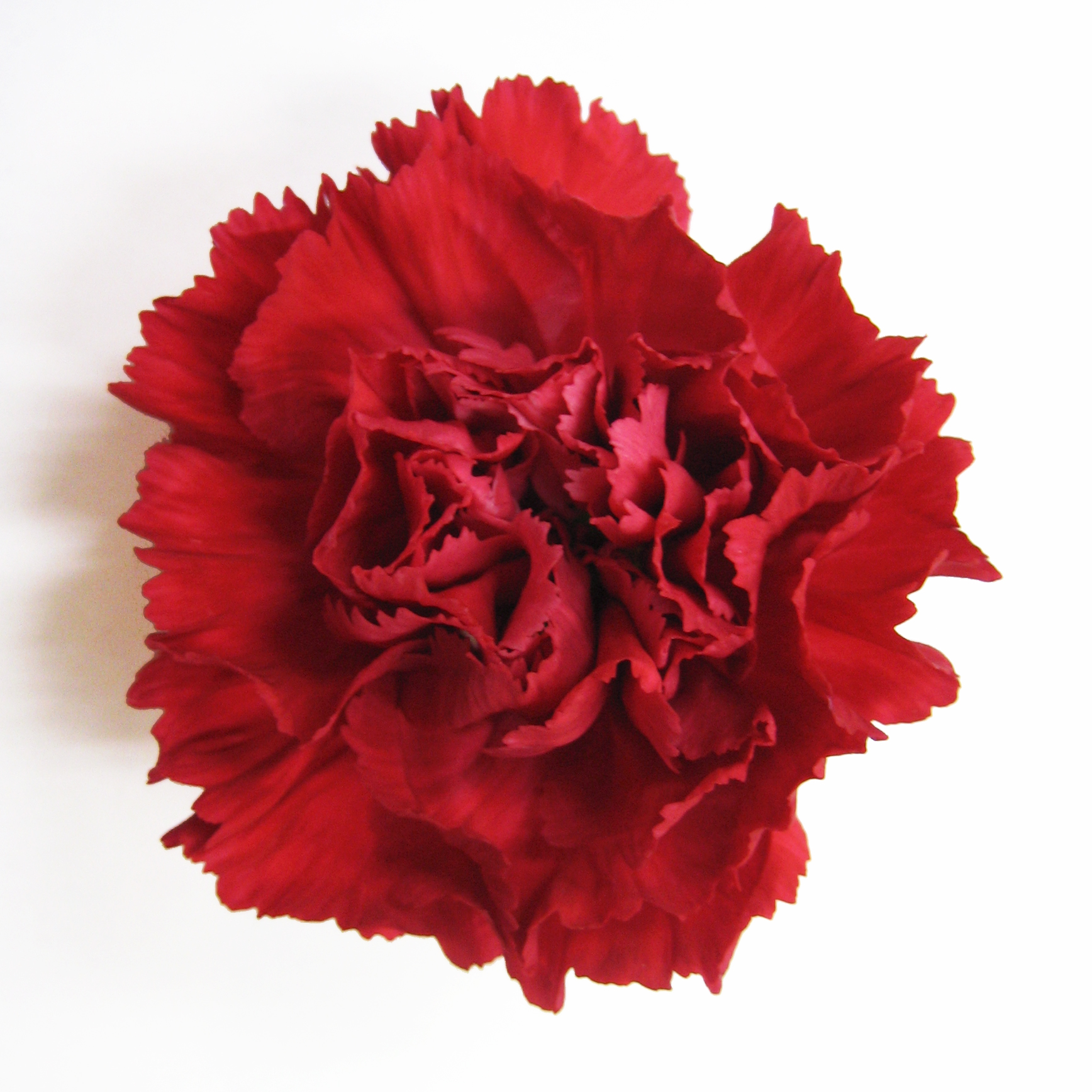 スプレーカーネーション ロニー 輸入切花専門商社 株式会社クラシック