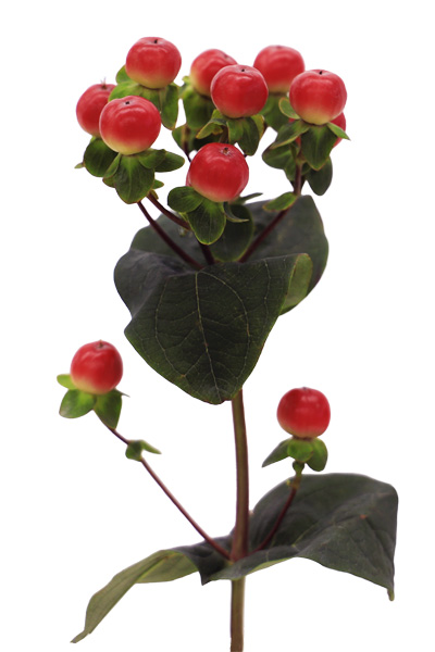 ヒペリカム ぼんぼり 輸入切花専門商社 株式会社クラシック