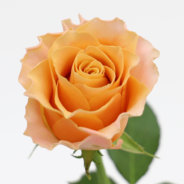 バラ カルピデューム 輸入切花専門商社 株式会社クラシック