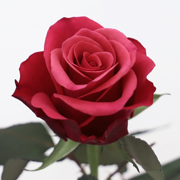 バラ タカジ 輸入切花専門商社 株式会社クラシック