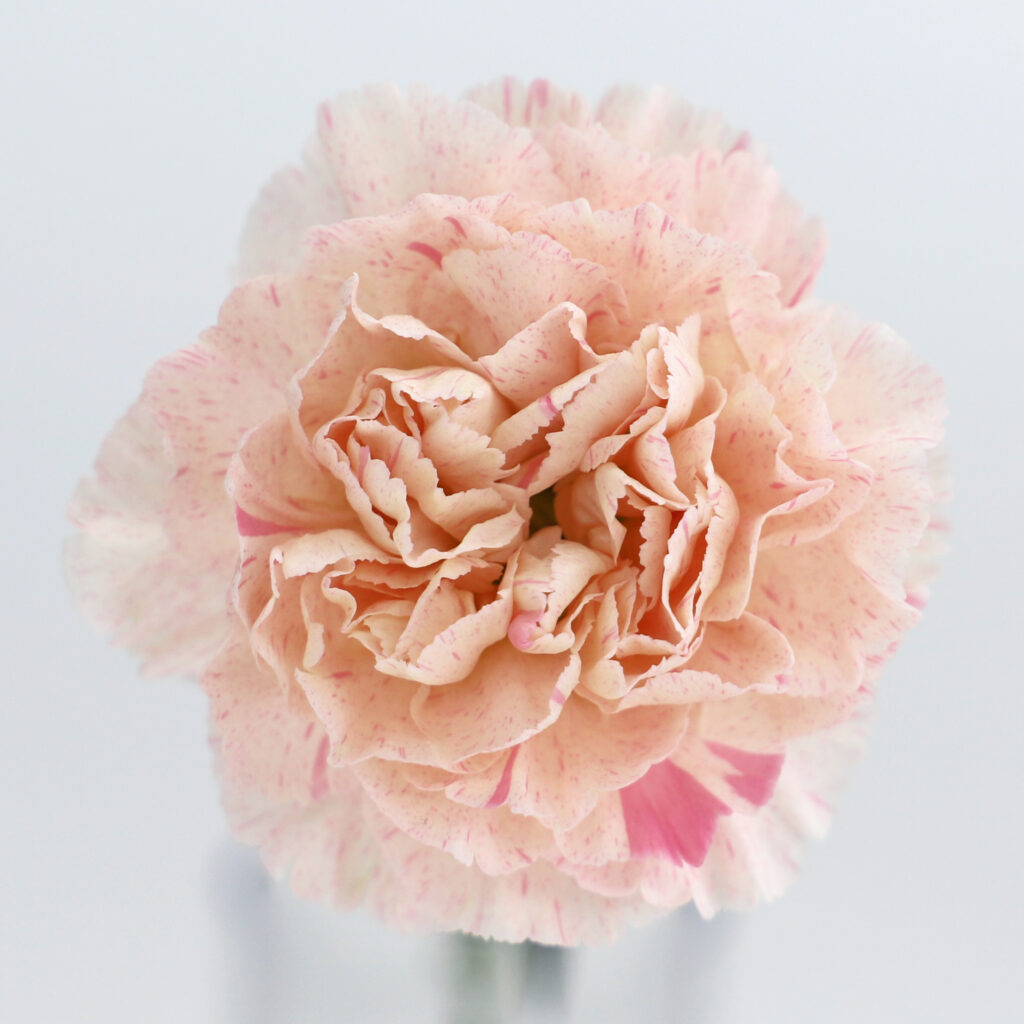 スタンダードカーネーション サクラミナミ - 輸入切花専門商社 株式