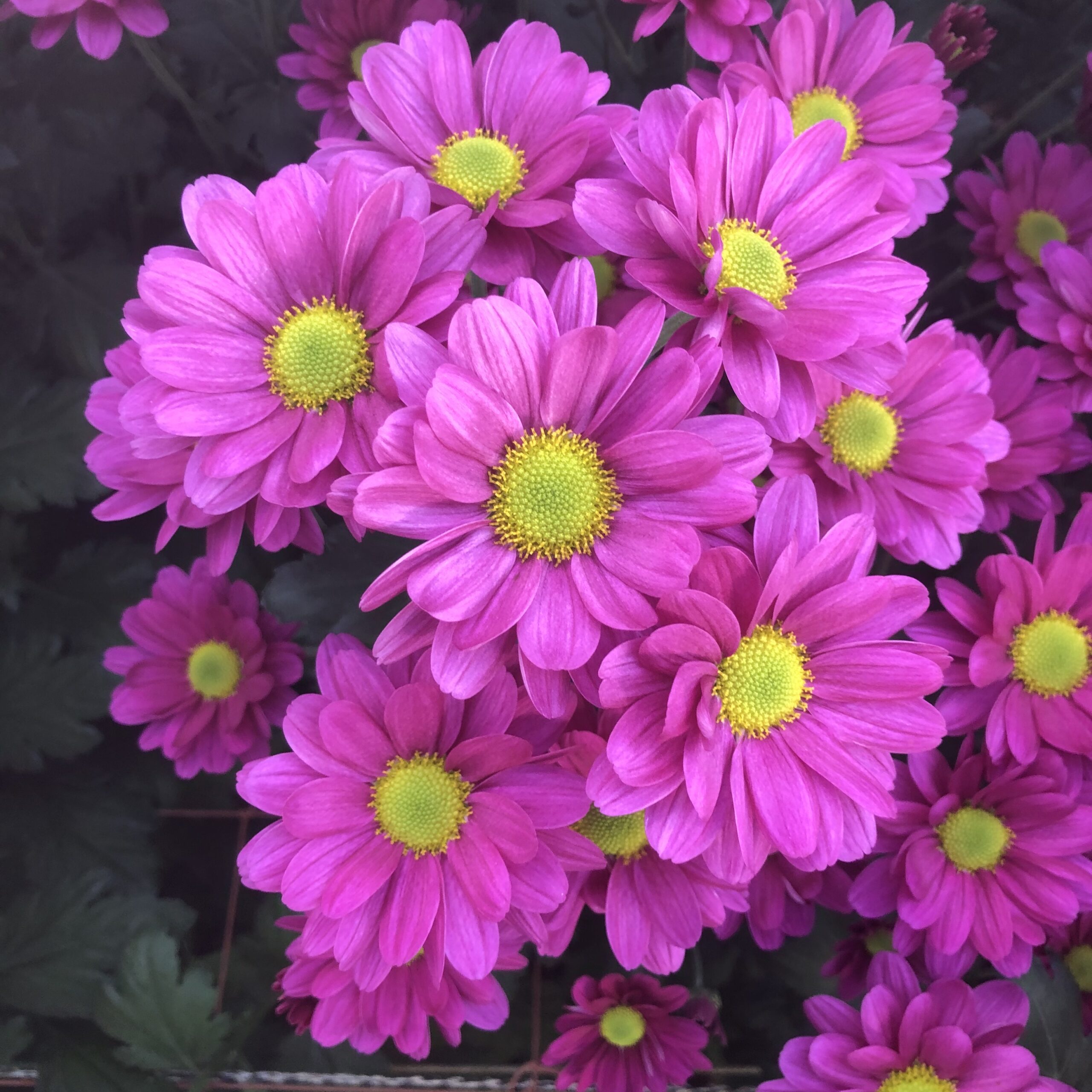 新品 モーヴピンク ダムール ハート 鍋 紫系 ロンド フルール フラワー スプレーマム メンフィスダーク - 輸入切花専門商社 株式会社クラシック