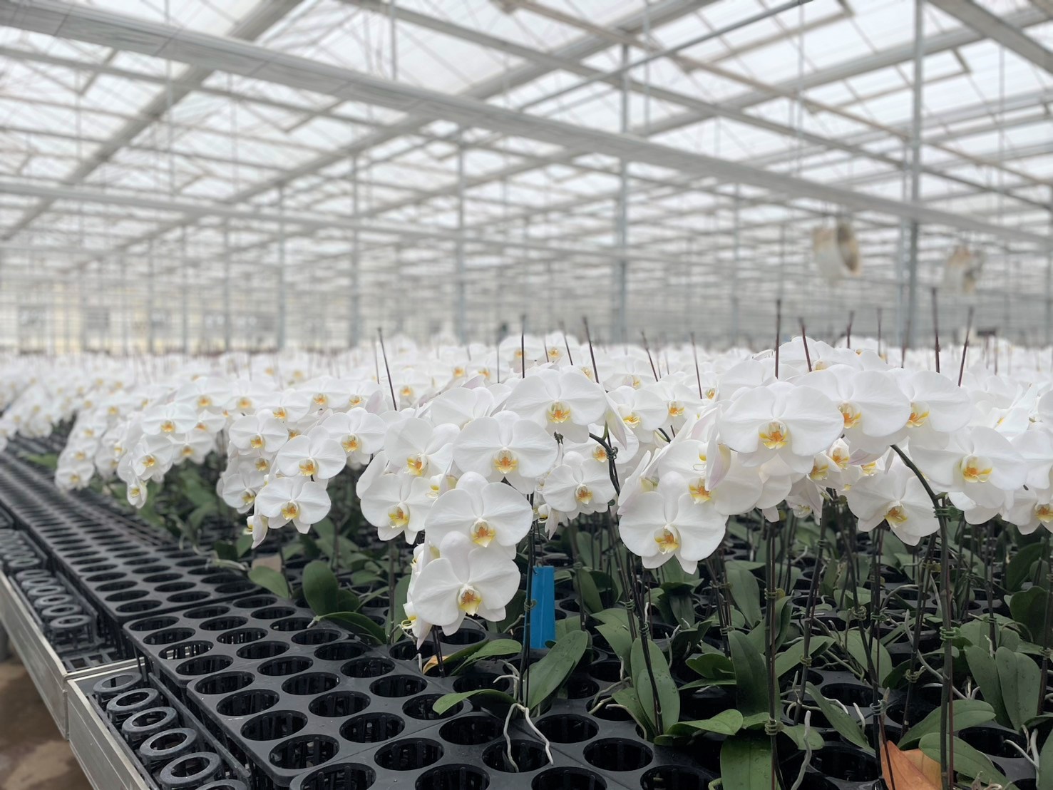 CLASSIC スタッフブログ  Vol.250