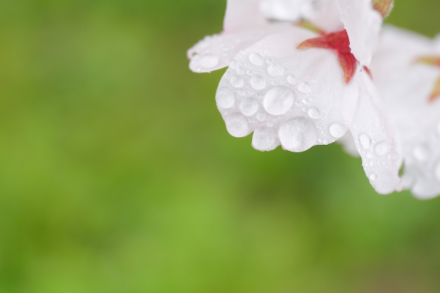 CLASSIC スタッフブログ  Vol.253