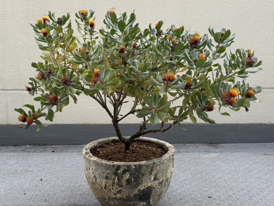 CLASSIC スタッフブログ  Vol.254