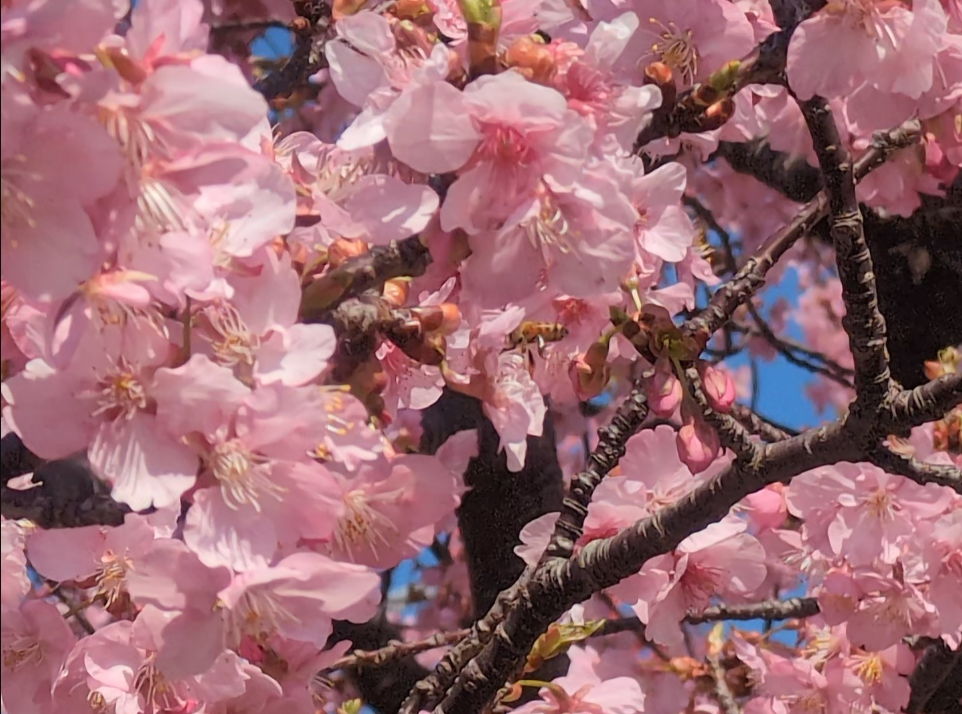 CLASSIC スタッフブログ  Vol.256